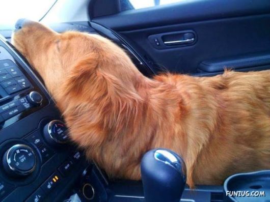 Awesome Daily Funny Pictures