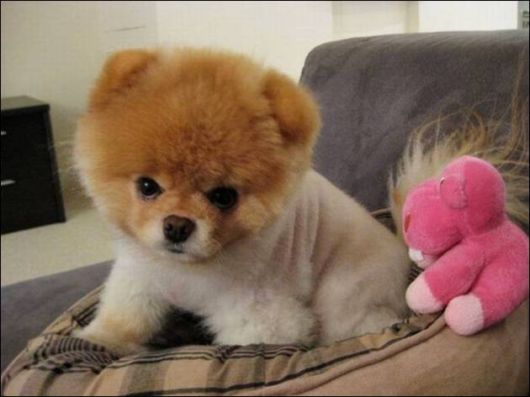 Cute N Funny Animals Pics 