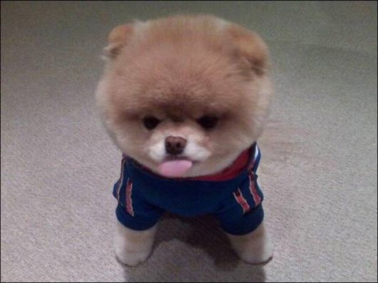 Cute N Funny Animals Pics 