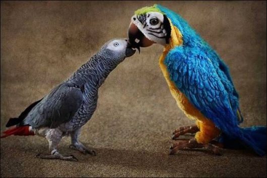 Cute N Funny Animals Pics 