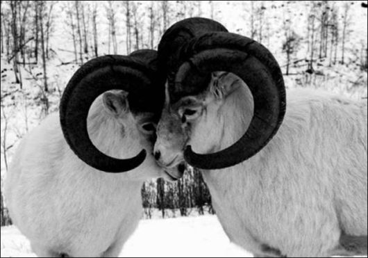 Cute N Funny Animals Pics 