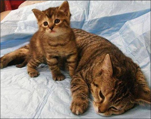 Cute N Funny Animals Pics 