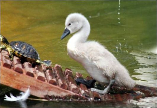 Cute N Funny Animals Pics 