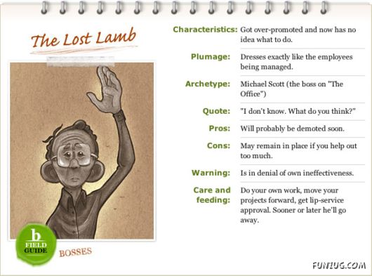 Different Types of Bosses