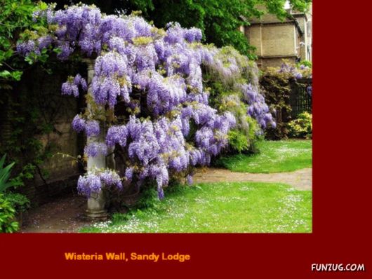 Aristocratic English Houses