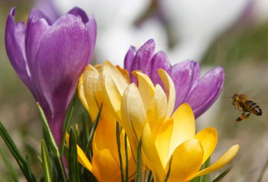 The Power Of Flowers