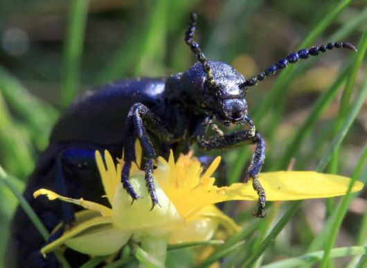 The Power Of Flowers