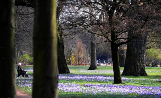 The Power Of Flowers