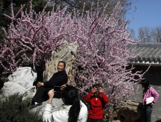 The Power Of Flowers