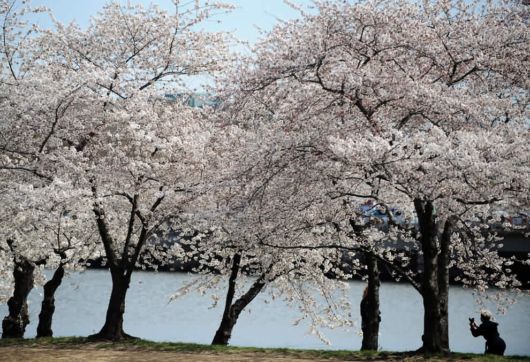 The Power Of Flowers