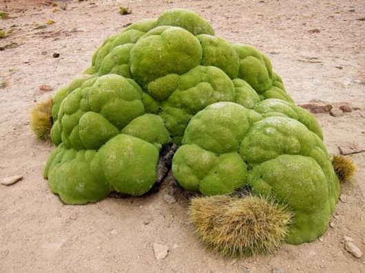 Azorella - A 3000 Years Old Plant