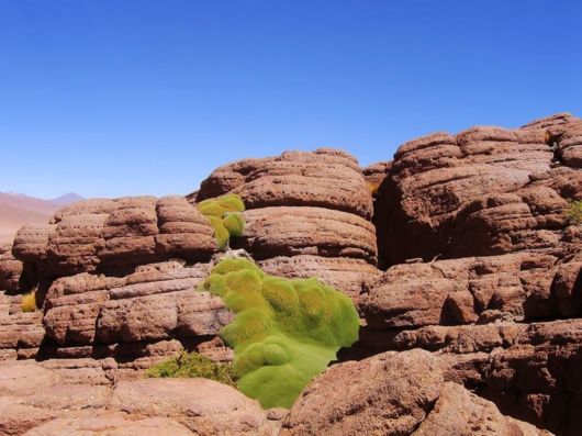 Azorella - A 3000 Years Old Plant