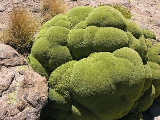 Azorella - A 3000 Years Old Plant