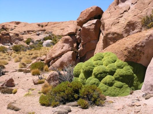 Azorella - A 3000 Years Old Plant