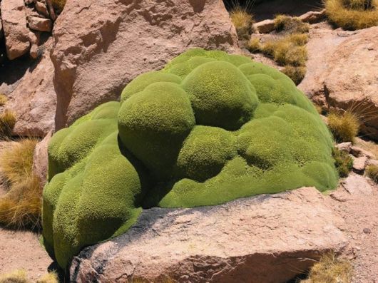 Azorella - A 3000 Years Old Plant
