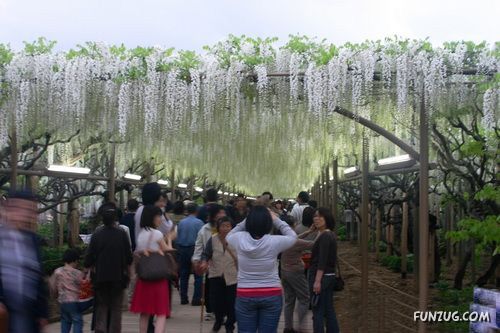 Amazing Flowering Waterfall in Japan