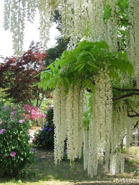 Amazing Flowering Waterfall in Japan