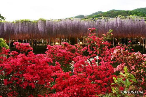 Amazing Flowering Waterfall in Japan