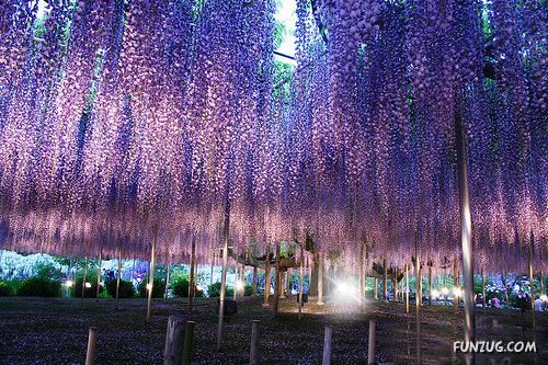 Amazing Flowering Waterfall in Japan
