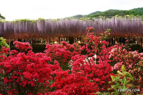 Amazing Flowering Waterfall in Japan