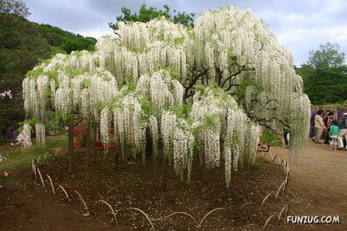 Amazing Flowering Waterfall in Japan