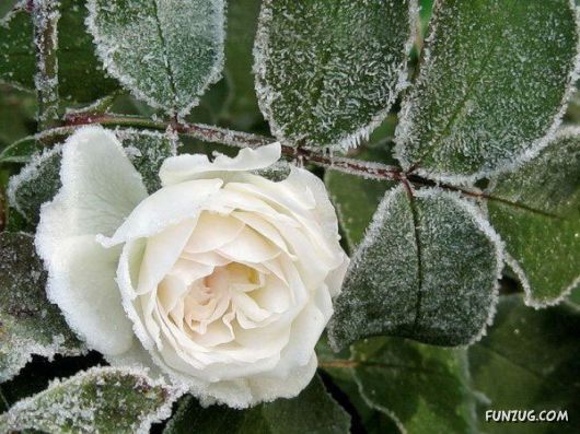 Have You Ever Seen Frozen Roses ?