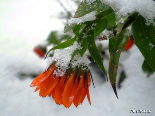 Have You Ever Seen Frozen Roses ?