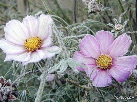 Have You Ever Seen Frozen Roses ?