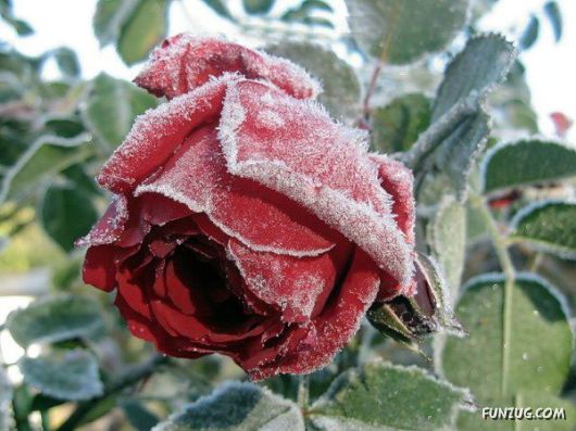 Have You Ever Seen Frozen Roses ?