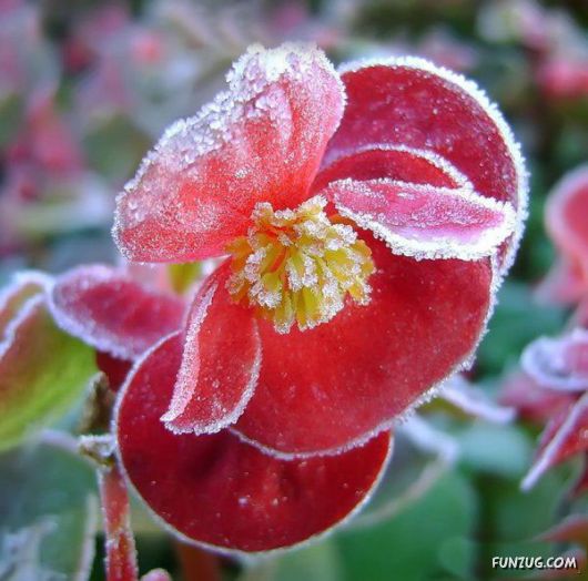 Have You Ever Seen Frozen Roses ?