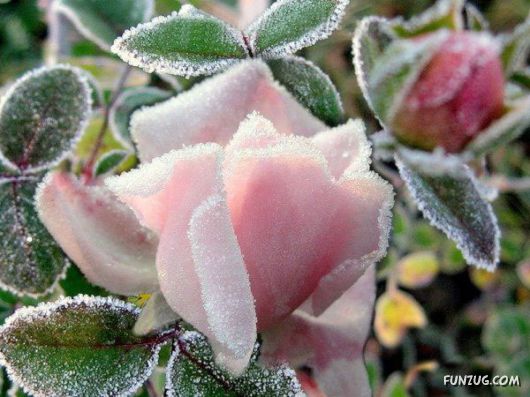Have You Ever Seen Frozen Roses ?