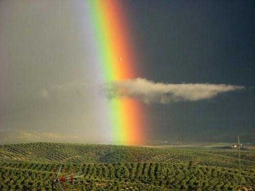 Amazing Rainbows in the Sky