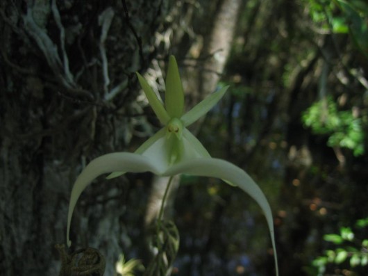 Rare Flowers - Orchid, Tunicate and More