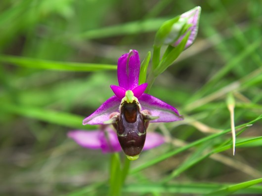 Rare Flowers - Orchid, Tunicate and More