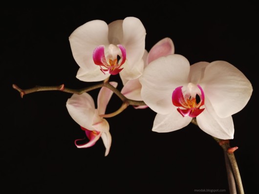 Rare Flowers - Orchid, Tunicate and More