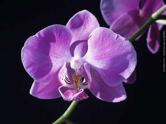 Rare Flowers - Orchid, Tunicate and More