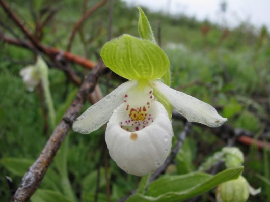 Rare Flowers - Orchid, Tunicate and More