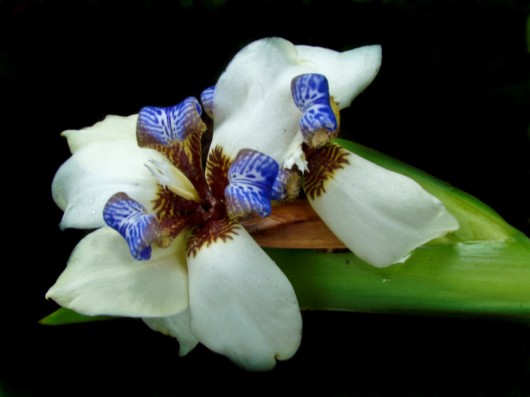 Rare Flowers - Orchid, Tunicate and More