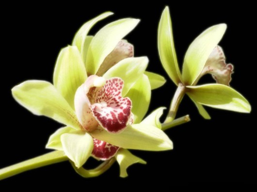 Rare Flowers - Orchid, Tunicate and More