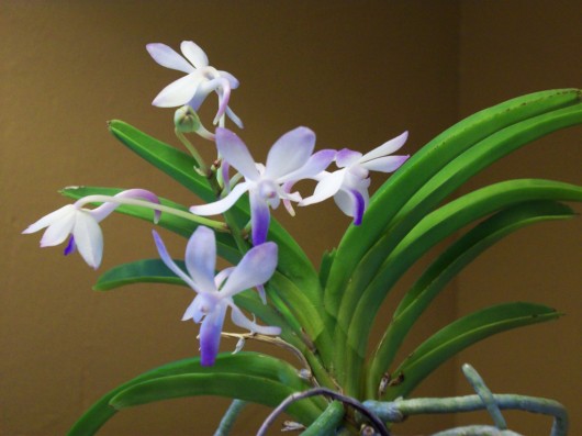 Rare Flowers - Orchid, Tunicate and More