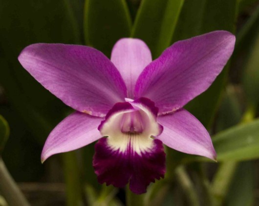 Rare Flowers - Orchid, Tunicate and More