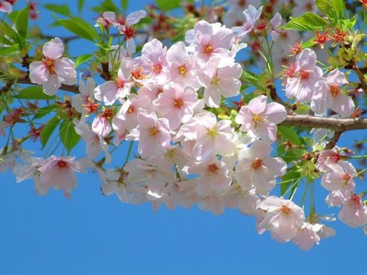 Beautiful Spring Season in Japan