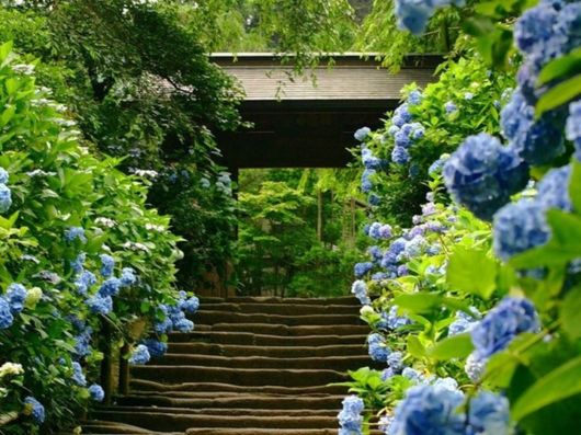 Beautiful Spring Season in Japan