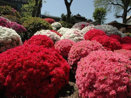 Beautiful Spring Season in Japan