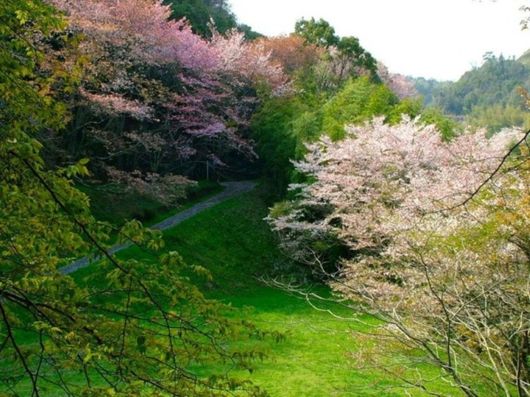 Beautiful Spring Season in Japan