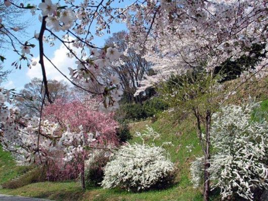 Beautiful Spring Season in Japan