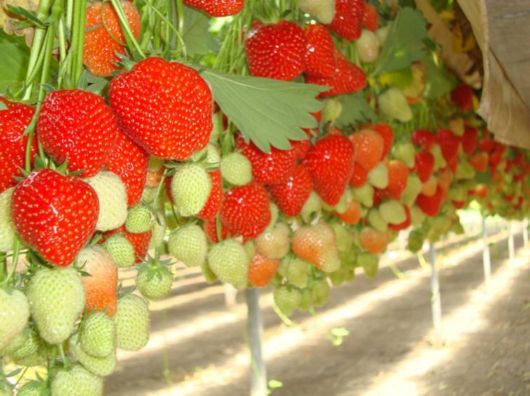 Lovely Strawberry Fields Photography