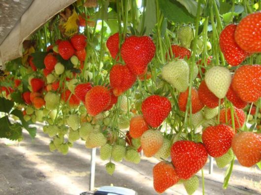 Lovely Strawberry Fields Photography