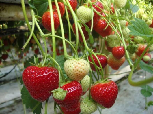 Lovely Strawberry Fields Photography