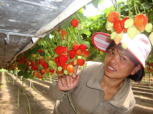 Lovely Strawberry Fields Photography